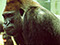 Silverback Gorilla